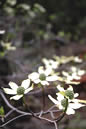 Dogwood Blossoms